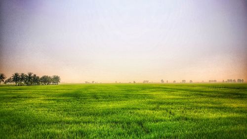 Scenic view of field against clear sky