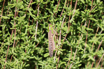 Close-up of insect on plant