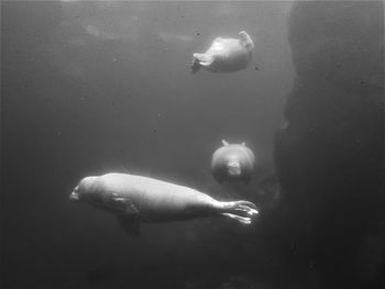 High angle view of fish swimming in sea