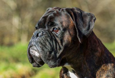Close-up of boxer dog