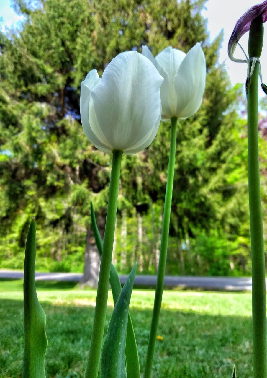 CLOSE-UP OF WHITE FLOWERING PLANTS IN GARDEN