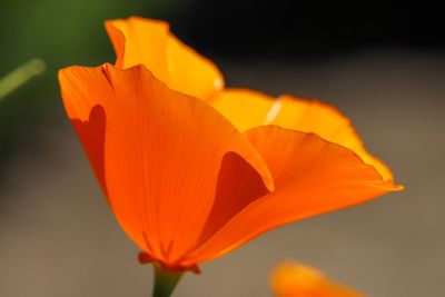 Close-up of orange rose flower