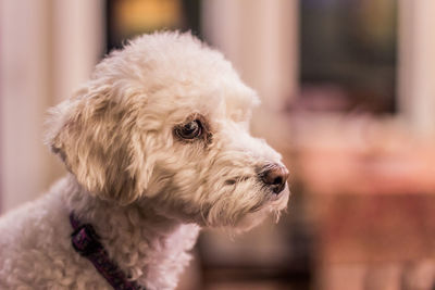 Close-up portrait of cute dog