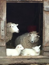 PORTRAIT OF SHEEP IN THE ANIMAL