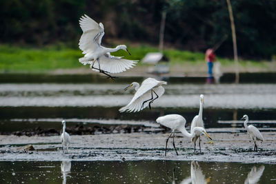 Seagulls flying over lake