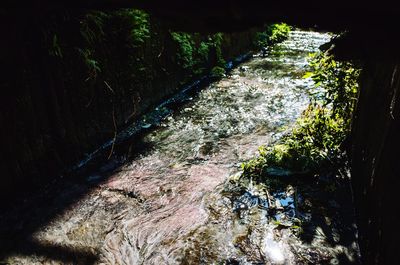 Trees in water