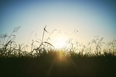 Silhouette plants growing on field against sky during sunset