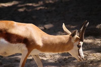 Close-up of antelope walking at zoo