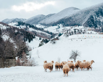 Horses grazing on snow covered mountain