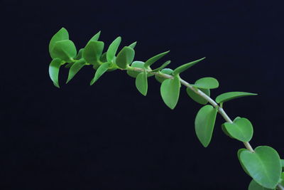 Close-up of plant against black background