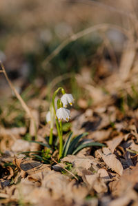 Close-up of white flowering plants on field