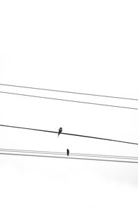 Low angle view of birds perching on cable against clear sky