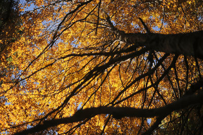 Low angle view of autumnal tree against sky