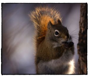 Close-up of squirrel