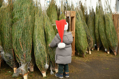 Small boy chooses a christmas tree in the market.