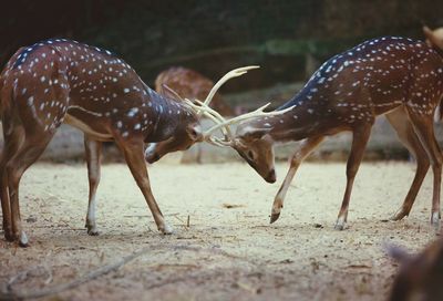 View of fighting deer