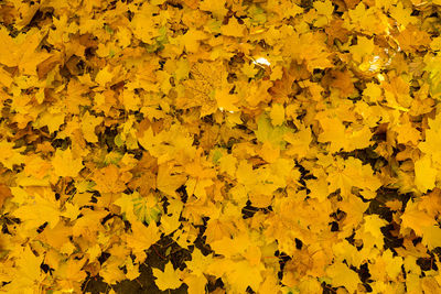 Full frame shot of yellow flowering plants