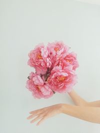 Close-up of hand holding pink flower against white background