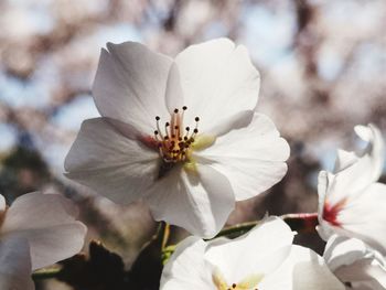 Close-up of white cherry blossom