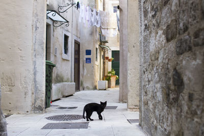 Cat walking in alley amidst buildings
