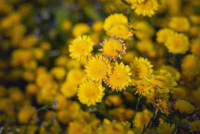 Close-up of yellow flowering plant on field