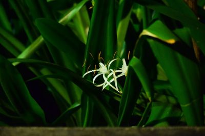 Close-up of fresh green plant