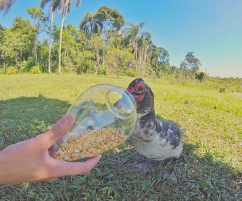 Midsection of person feeding bird on field against sky