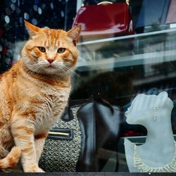 Close-up of portrait of brown cat against store