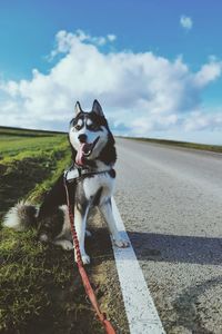 Dog running on road