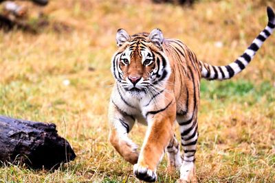 Tiger running on field