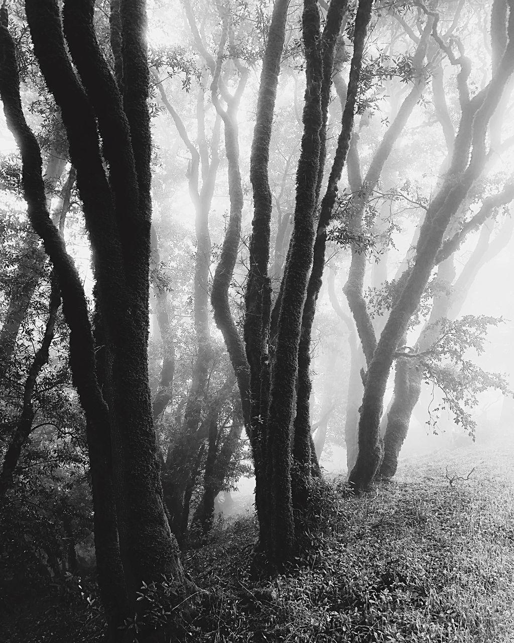 SUNLIGHT STREAMING THROUGH TREE