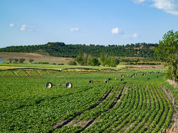 Scenic view of farm against sky