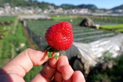 Close-up of hand holding strawberry