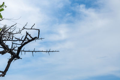 Low angle view of tree against sky