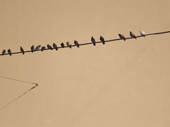 Low angle view of birds perching on cable