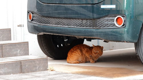 View of a car on the street