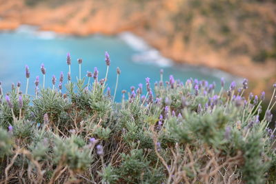 Close-up of purple flowering plants on land