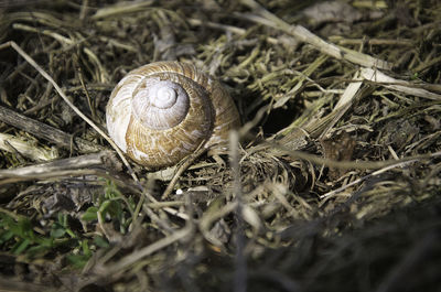 Close-up of snail on land