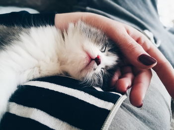 Close-up of cat sleeping