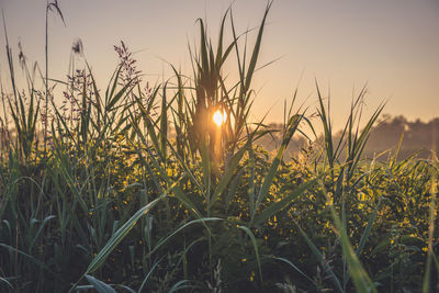 Close-up of plants growing on field against sky during sunset