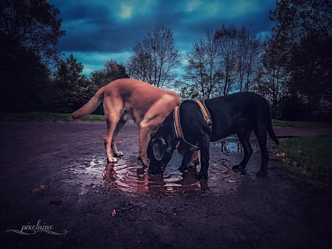 SIDE VIEW OF HORSE STANDING AGAINST PLANTS