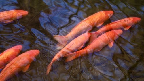 High angle view of koi carps in lake