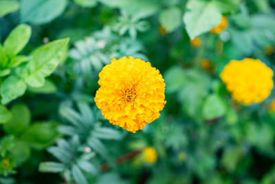 Close-up of yellow marigold flower