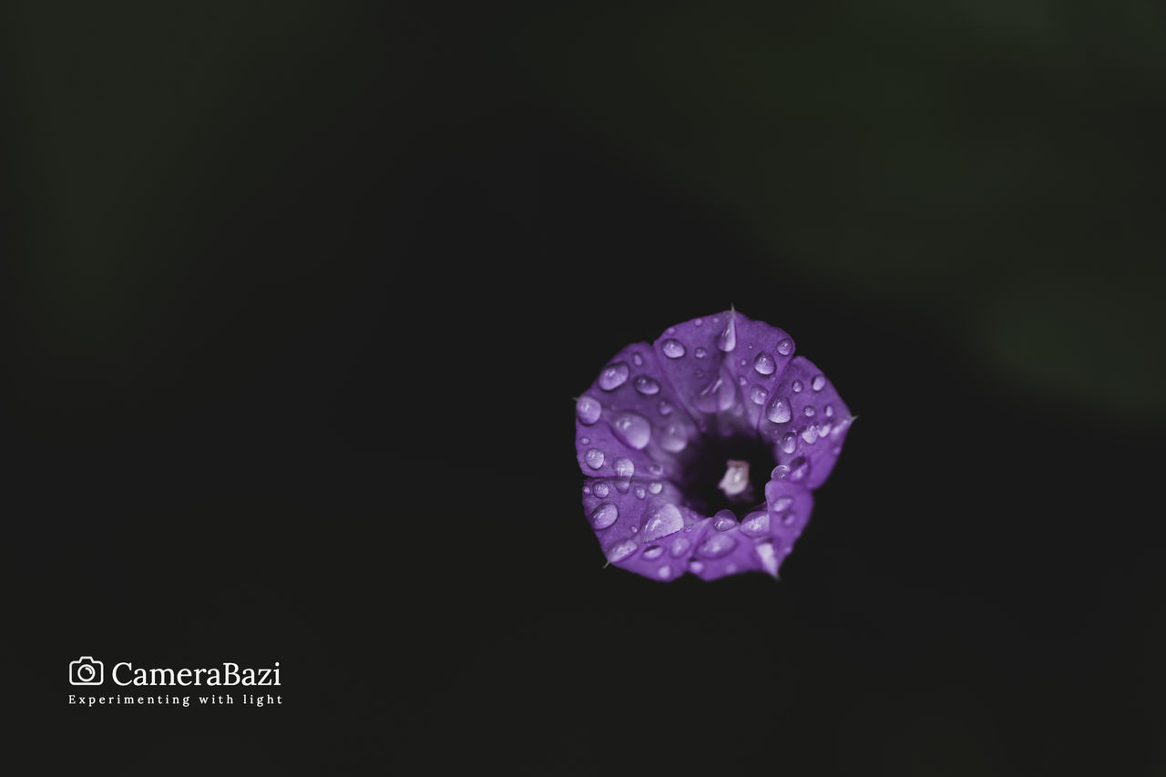 CLOSE-UP OF WATER DROPS ON PURPLE FLOWER