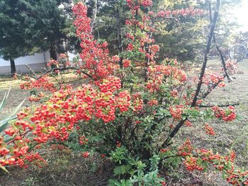 Red flowers growing on tree