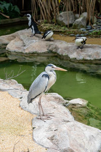 High angle view of gray heron perching on rock