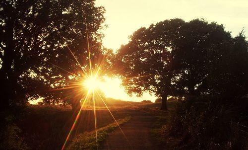 Trees against sky during sunset