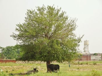 Cows grazing on field against sky