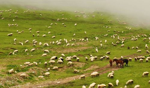 Flock of sheep grazing in a field