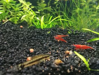 Surface level of flowers